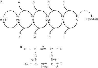 An Approach to Greater Specificity for Glucocorticoids